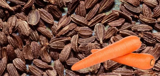 بذور جزر و جزر