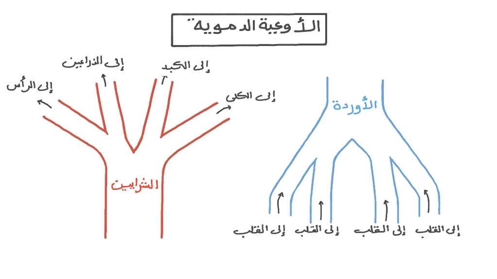 أنواع الأوعية الدموية فـ الجسم