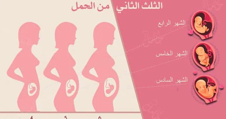 الثلث الثاني من الحمل تفاصيل الثلث الثاني من الحمل