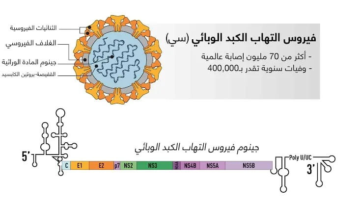 فيروس التهاب الكبد الوبائي كيفية الإصابة بـ فيروس التهاب الكبد الوبائي