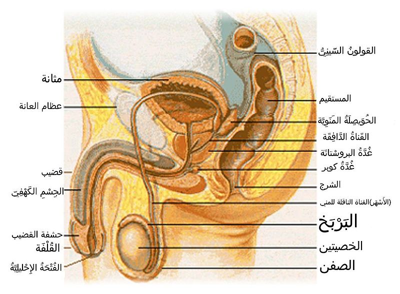 أنواع البواسير