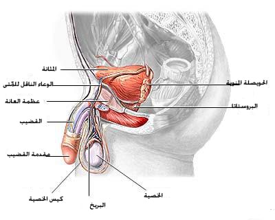 مشكلة ضعف الانتصاب