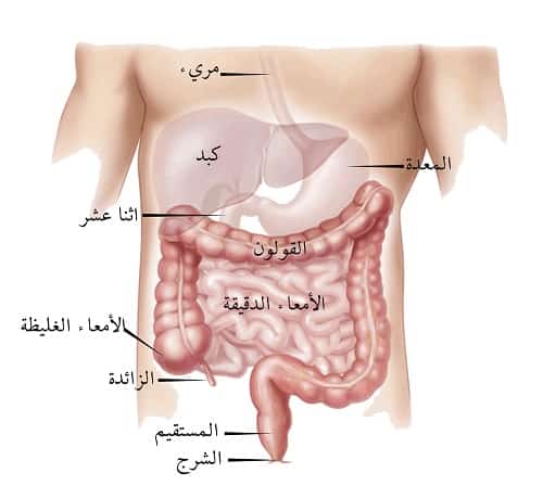 أسباب وأعراض القولون العصبي