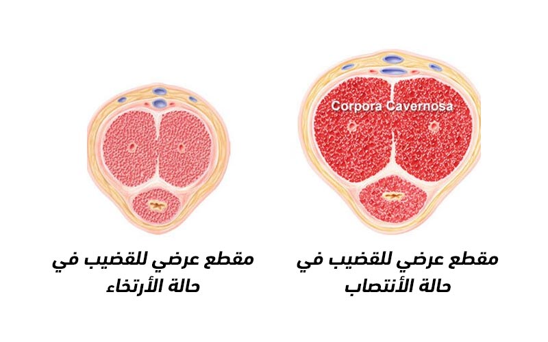 مشكلة ضعف الانتصاب