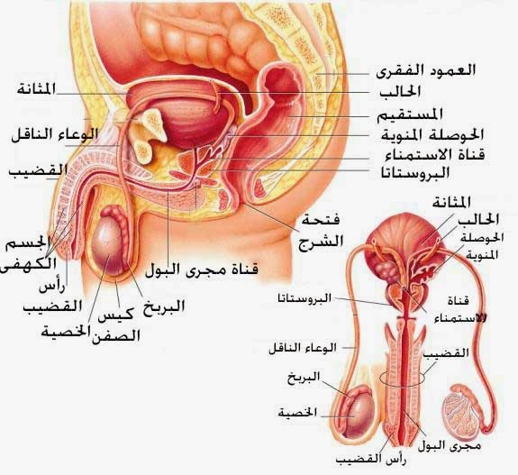 أسباب وأعراض احتقان البروستاتا