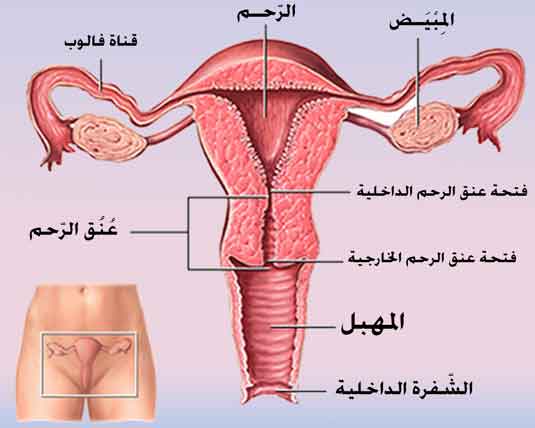 كيفية حدوث التهاب المهبل