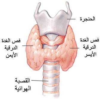 كيفية علاج أعراض قصور وخمول الغدة الدرقية