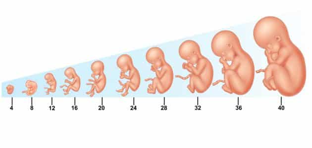تطورات الجنين أثناء أسابيع الحمل