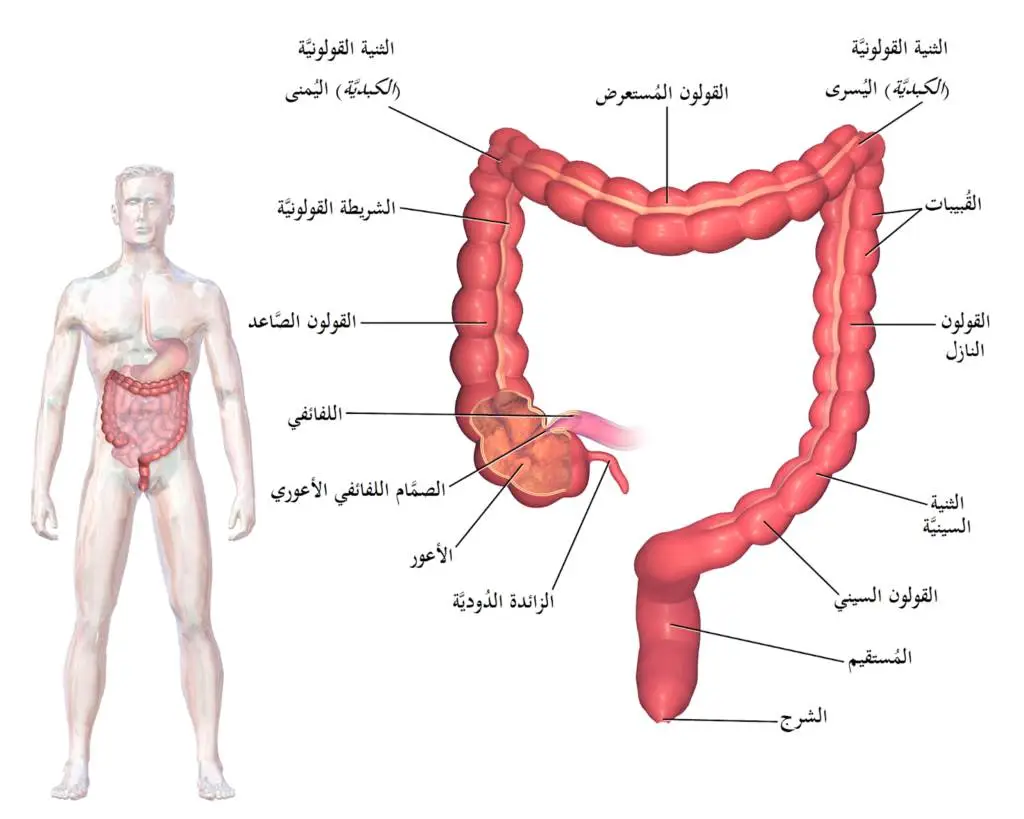 القولون العصبي أسباب وأعراض القولون العصبي